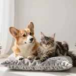 Pets and Animals
